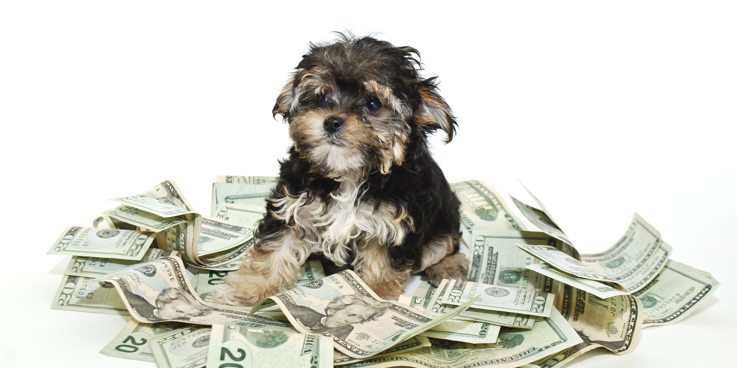 Whoever said you can’t buy happiness never bought a puppy.