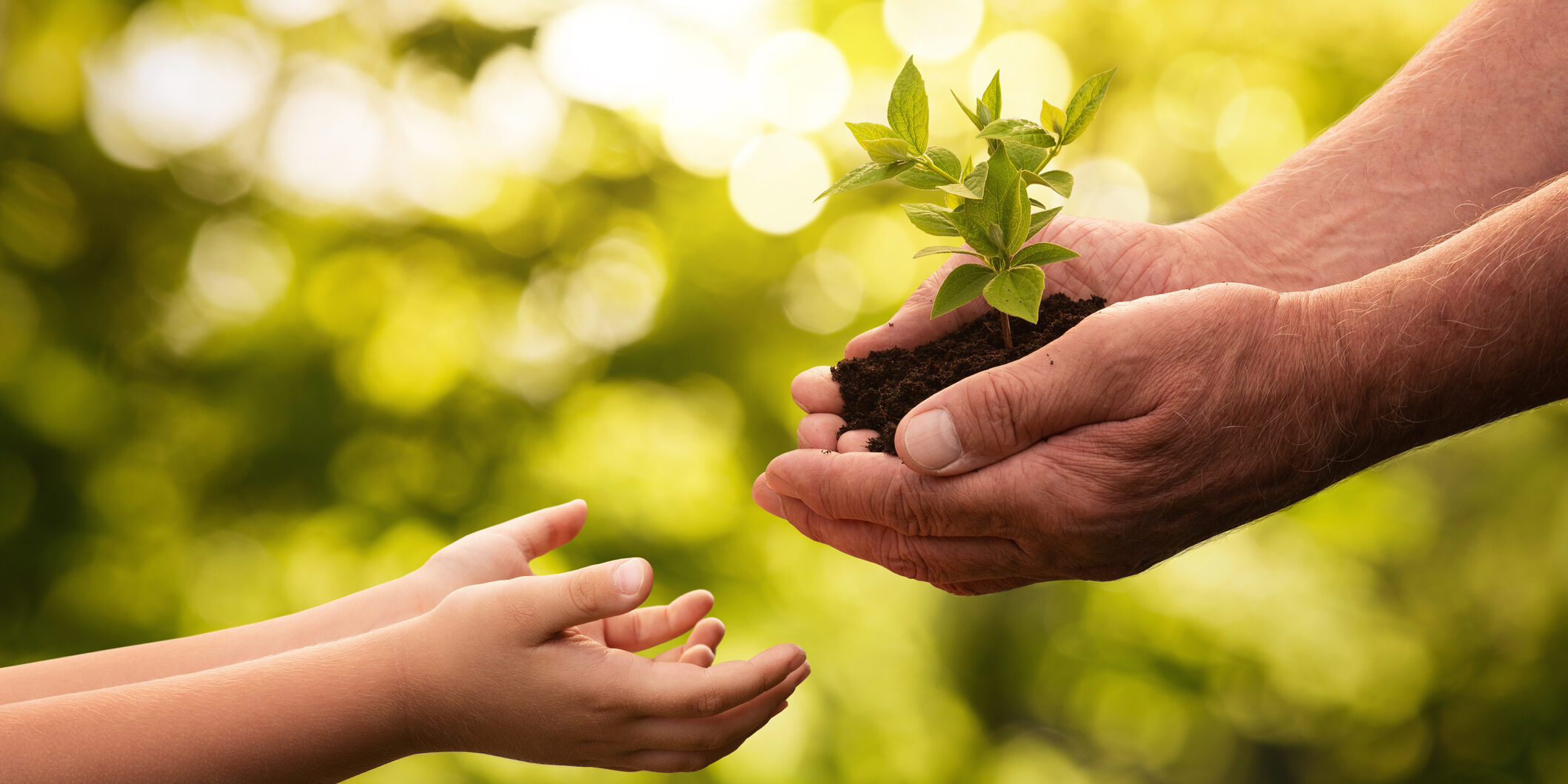 Close up of senior hands giving small plant to a child