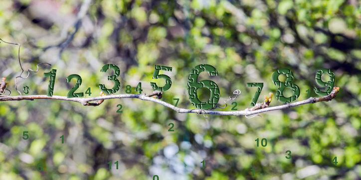 Green numbers are located on the summer branch, numerology